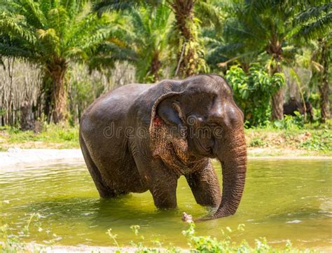 Elephants in Their Natural Habitat: Exploring Forms and Surrealism Through Peter Okoroji's Canvas